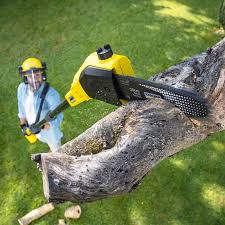 Reliable Waterloo, IN Tree Services Solutions