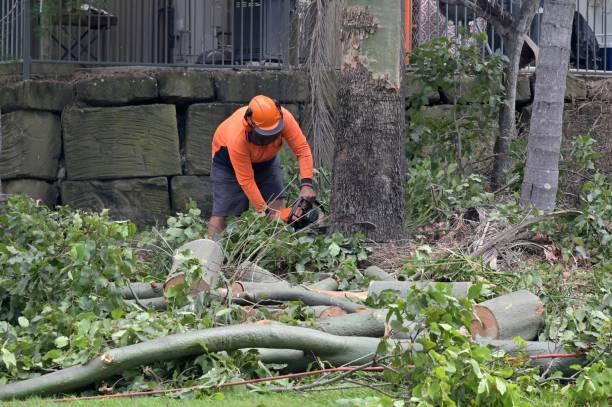 How Our Tree Care Process Works  in  Waterloo, IN